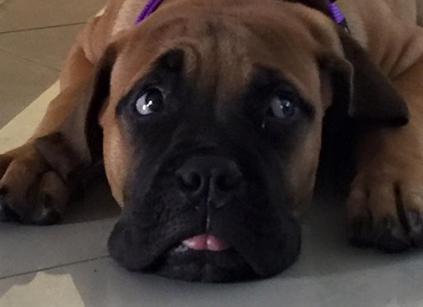 bullmastiff bullmastiff