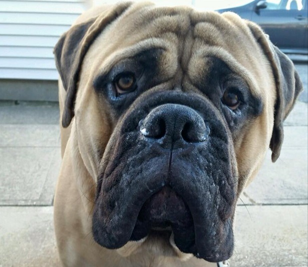 bullmastiff in primo piano bullmastiff in primo piano