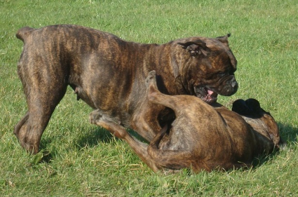 bullmastiff che giocano bullmastiff che giocano