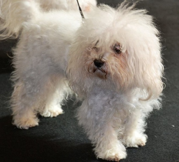 cane bolognese cane bolognese