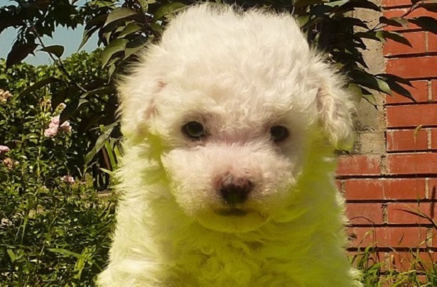 cane bolognese cane bolognese