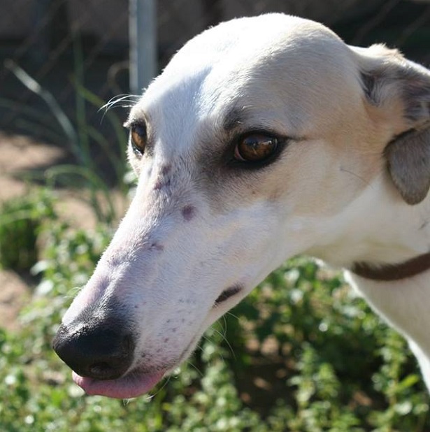 cane greyhound