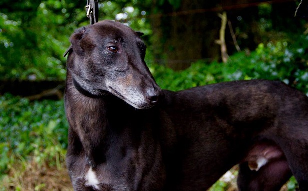 cane greyhound