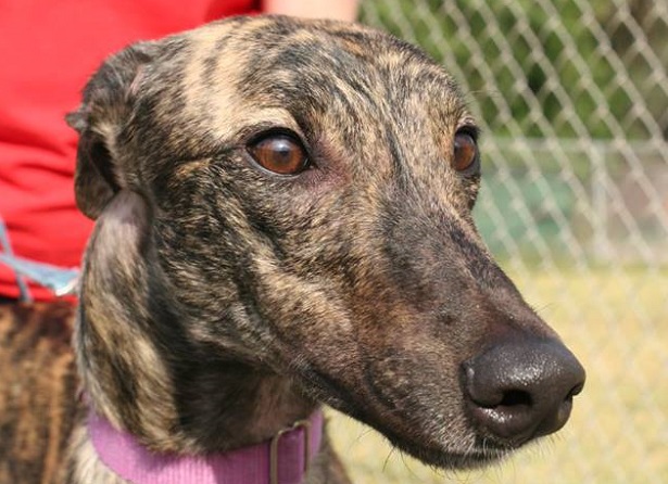 cane greyhound