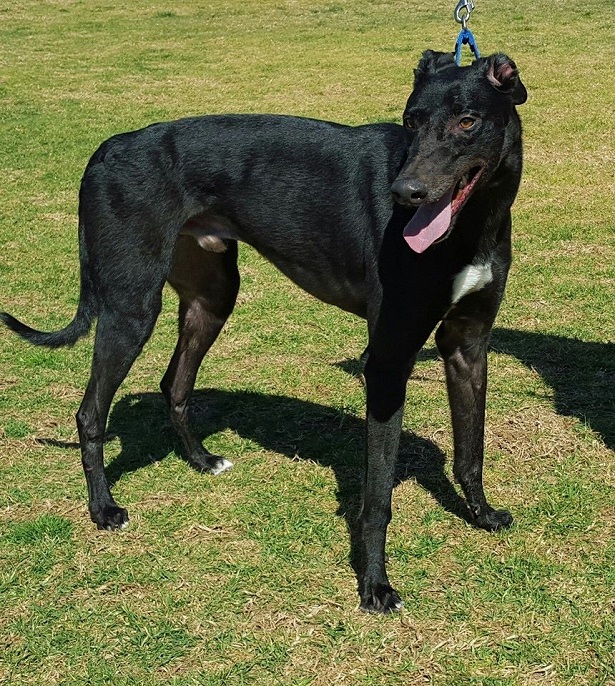 cane greyhound