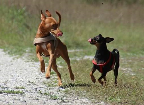 cirneco del'Etna che gioca