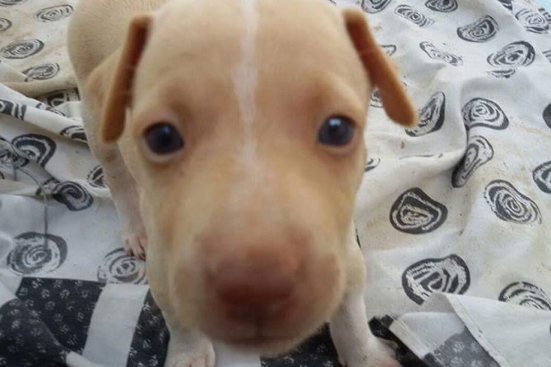 cucciolo cirneco dell'etna