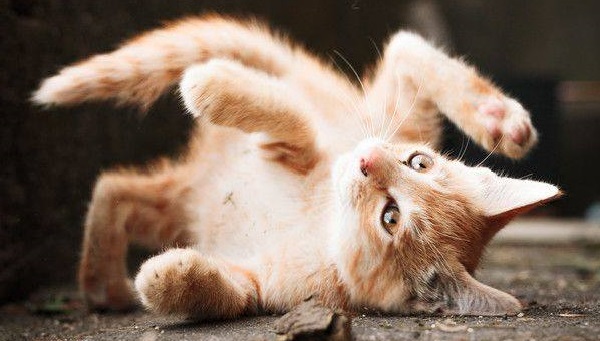 video gattini video gattini