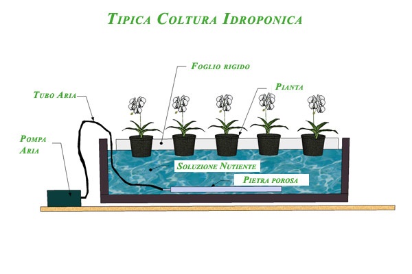 coltivazione idroponica in casa