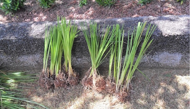 coltivazione pianta vetiver