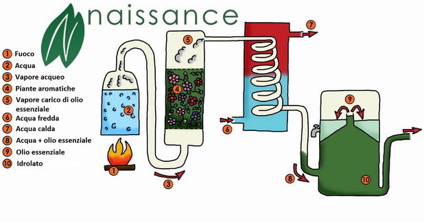differenza tra essenza e olio essenziale