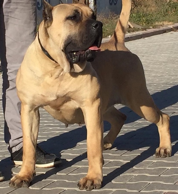 dogo canario dogo canario