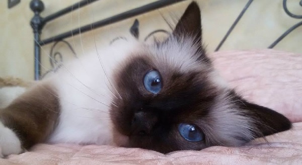 razze di gatti per bambini