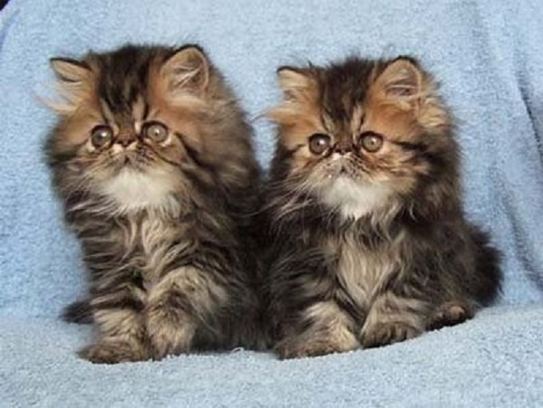 razze di gatti per bambini