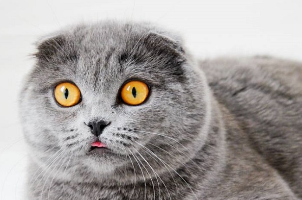 gatto scottish fold