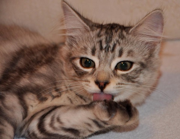 razze di gatti per bambini