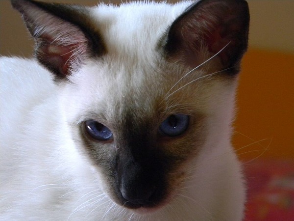 razze di gatti per bambini