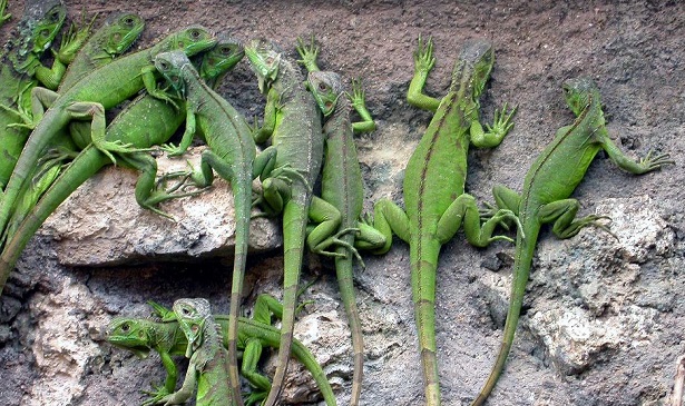iguana