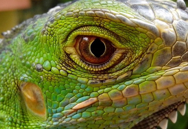 iguana