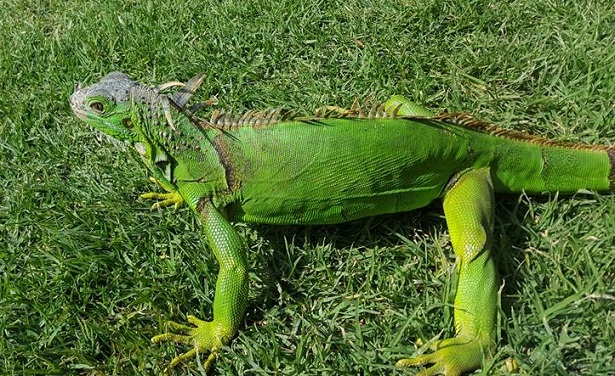 iguana