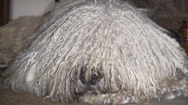 Komondor