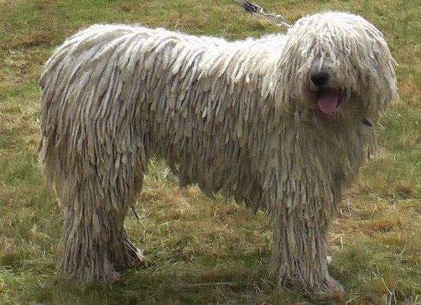 komondor