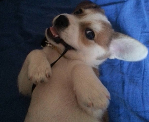 maltrattamento animali