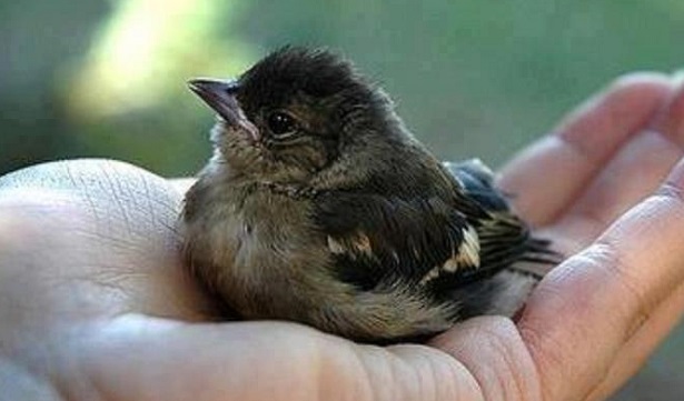 maltrattamento animali