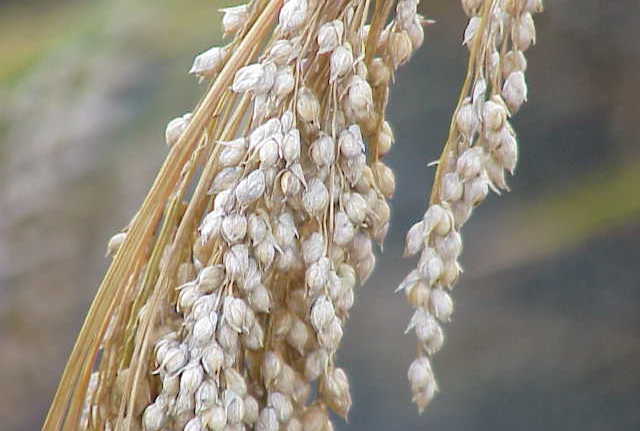 miglio proprietà nutrizionali