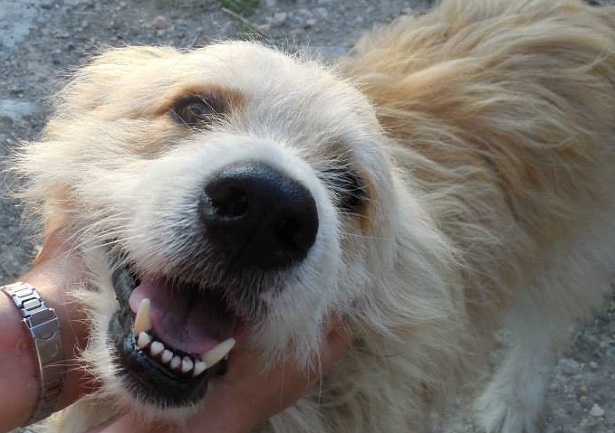 museruola cani museruola cani