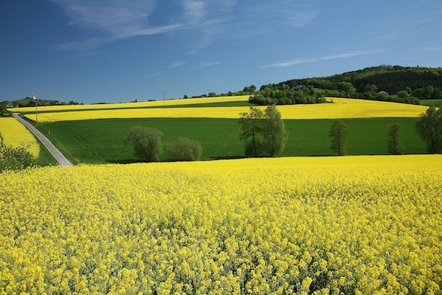 campo di fiori di colza