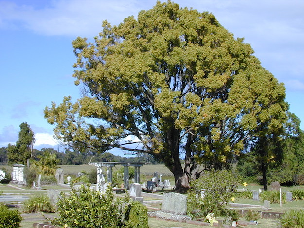 olio essenziale di canfora