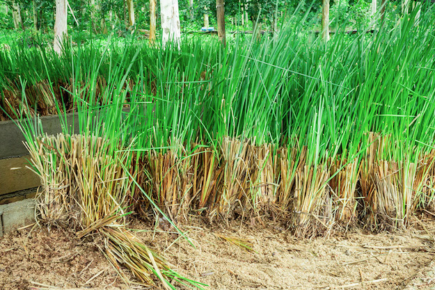 Olio essenziale di vetiver