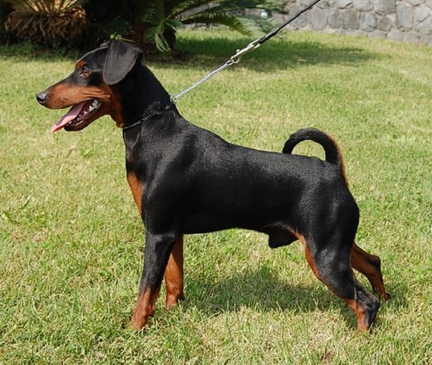 pinscher