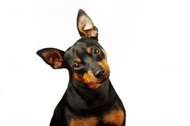 pinscher