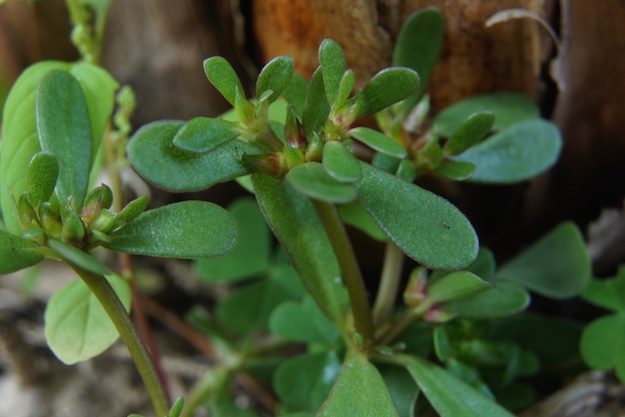 portulaca, proprietà e ricette