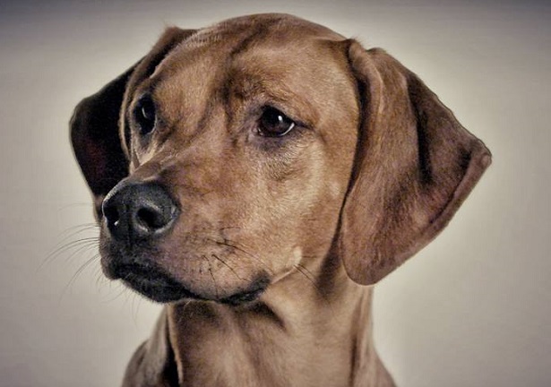 rhodesian ridgeback