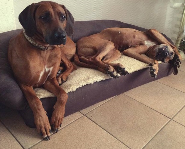 rhodesian ridgeback