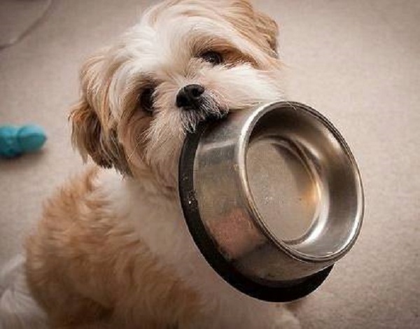 cani da compagnia shih tzu