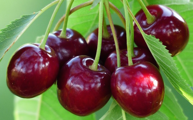 Coltivare frutta in vaso