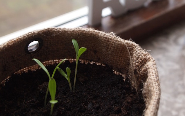 Come fare il compost