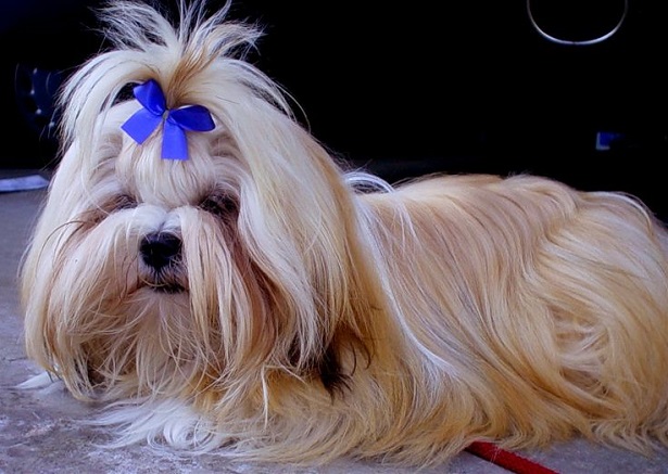 Lhasa Apso origini