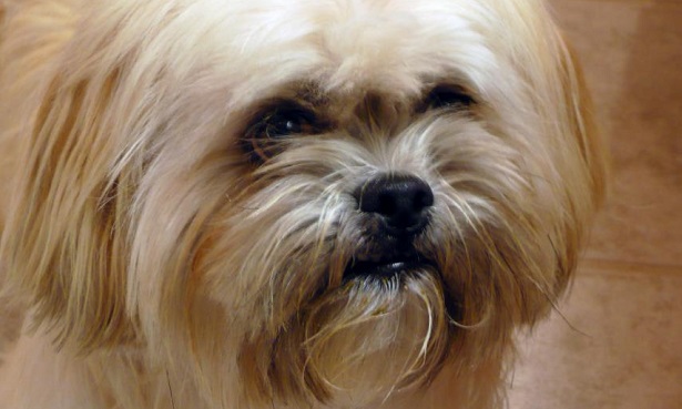 Lhasa Apso