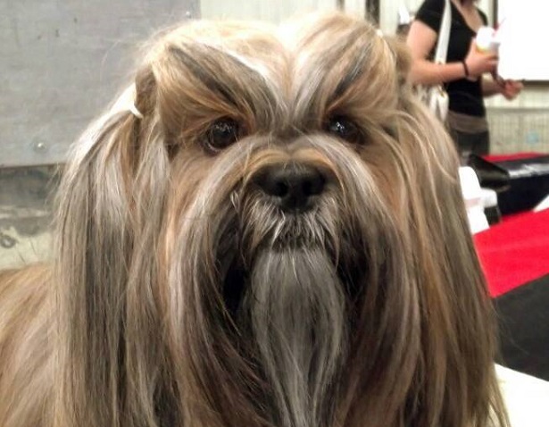 Lhasa Apso carattere