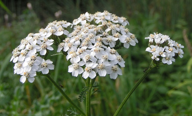 achillea millefolium