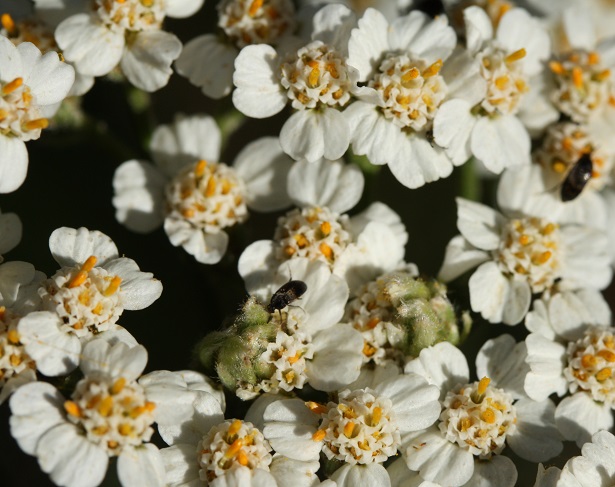 achillea millefolium fiore