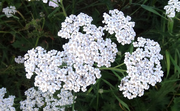 achillea millefolium proprietà