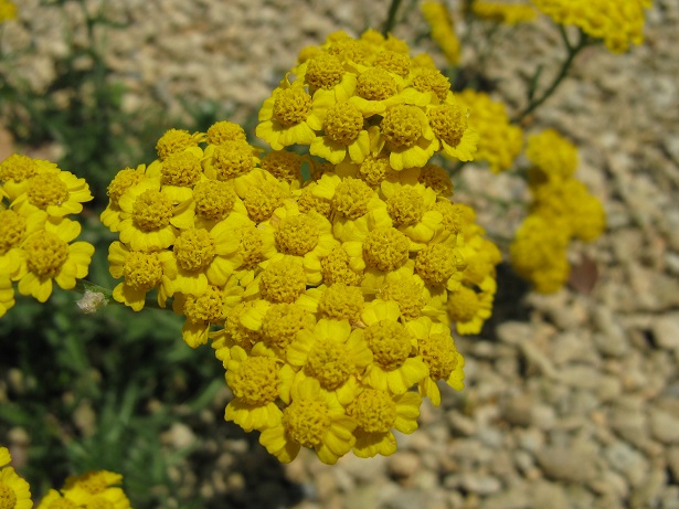 achillea gialla