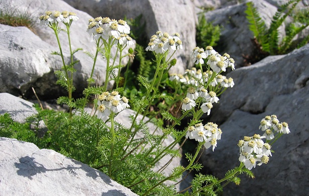 achillea moscata
