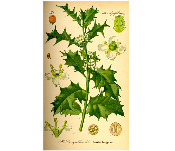 agrifoglio proprietà